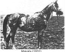 broodmare Makata ox (Arabian thoroughbred, 1931, from Fetysz ox 1924)