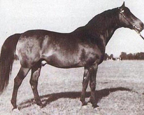 stallion Witraz 1938 ox (Arabian thoroughbred, 1938, from Ofir 1933 ox)