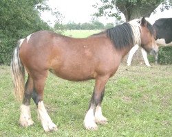 Zuchtstute Simons Curly Sue (Tinker / Irish Cob / Gypsy Vanner, 2003, von Simon of Sunshine)