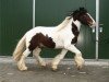 dressage horse Shakespeare (Tinker / Irish Cob / Gypsy Vanner, 2004, from Simon of Sunshine)