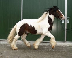 dressage horse Shakespeare (Tinker / Irish Cob / Gypsy Vanner, 2004, from Simon of Sunshine)