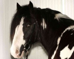 stallion Mr. Murphy of Sunshine (Tinker / Irish Cob / Gypsy Vanner, 2004, from Mephisto)