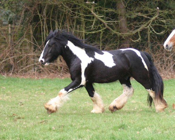 Pferd Morris of Sunshine (Tinker / Irish Cob / Gypsy Vanner, 2007, von Mr. Murphy of Sunshine)