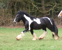 horse Morris of Sunshine (Tinker / Irish Cob / Gypsy Vanner, 2007, from Mr. Murphy of Sunshine)