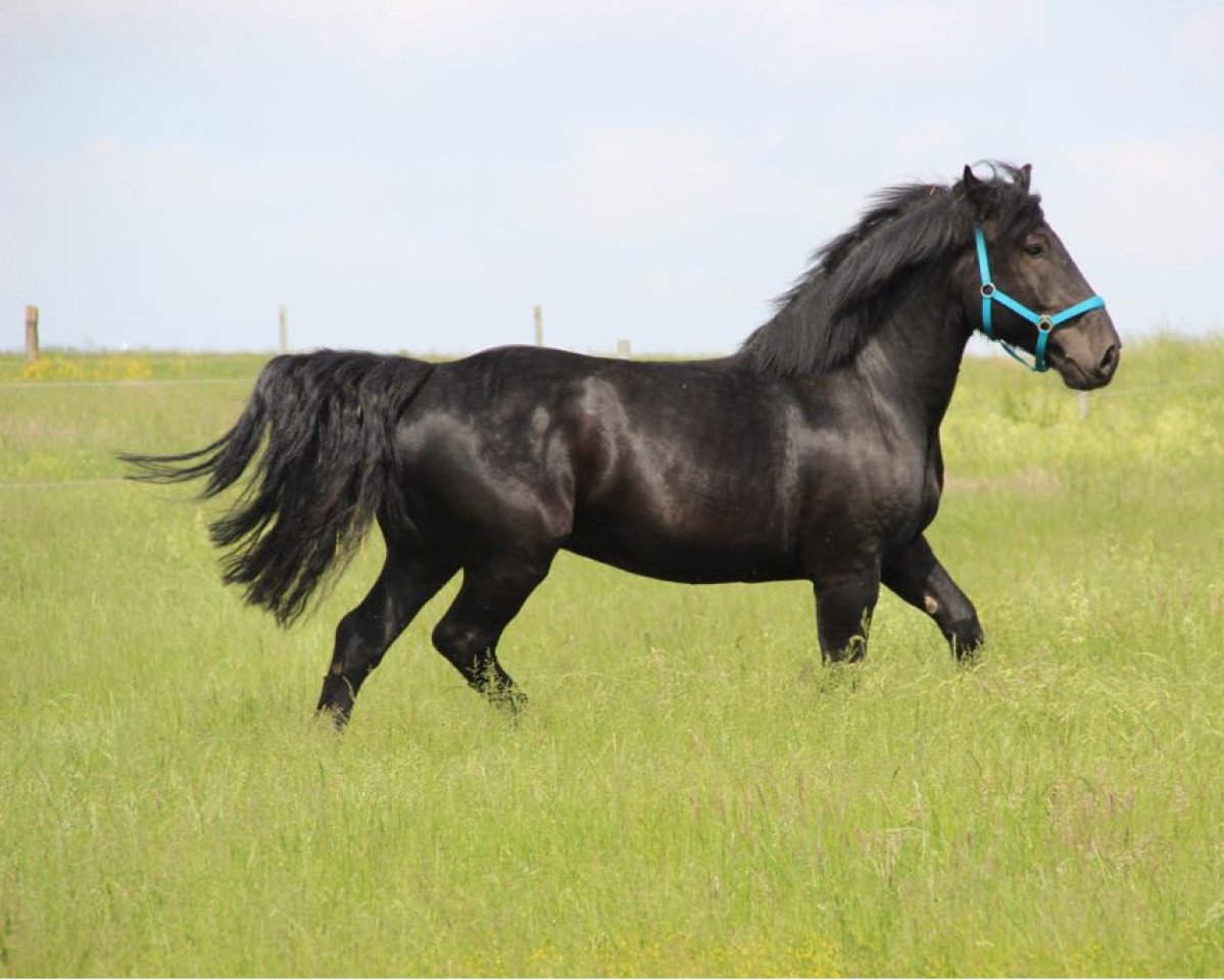 horse Zimba Schaunitz XV (Noric, 2010, from Zirkon Schaunitz XVI)