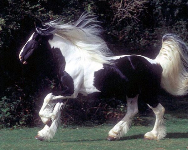 dressage horse Cracker (Tinker / Irish Cob / Gypsy Vanner, 1994)