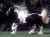 Dressurpferd Cracker (Tinker / Irish Cob / Gypsy Vanner, 1994)