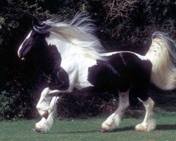 Dressurpferd Cracker (Tinker / Irish Cob / Gypsy Vanner, 1994)