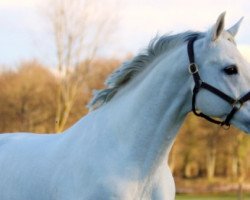 stallion Lully Rocio (Selle Français, 1999, from Cheenook)