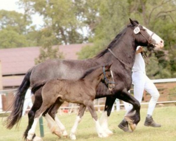 Zuchtstute Gwen (Tinker / Irish Cob / Gypsy Vanner, 1996)