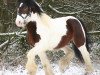 Deckhengst Spookie P (Tinker / Irish Cob / Gypsy Vanner, 2001, von Sligo)