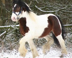 stallion Spookie P (Tinker / Irish Cob / Gypsy Vanner, 2001, from Sligo)