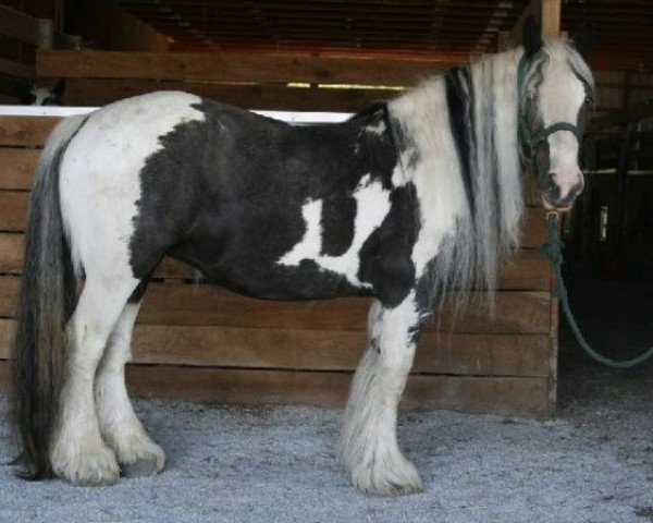 horse Ruby (Tinker / Irish Cob / Gypsy Vanner, 2001, from Bob the Blagdon)