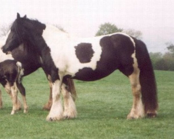 Zuchtstute Miss Price (Tinker / Irish Cob / Gypsy Vanner, 1975, von The Road Sweeper)