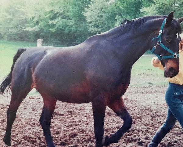 Pferd Amor (Westfale, 1982, von Amor)