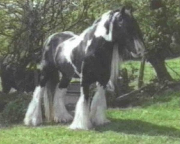 stallion The Road Sweeper (Tinker / Irish Cob / Gypsy Vanner,  )