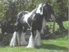 stallion The Road Sweeper (Tinker / Irish Cob / Gypsy Vanner,  )