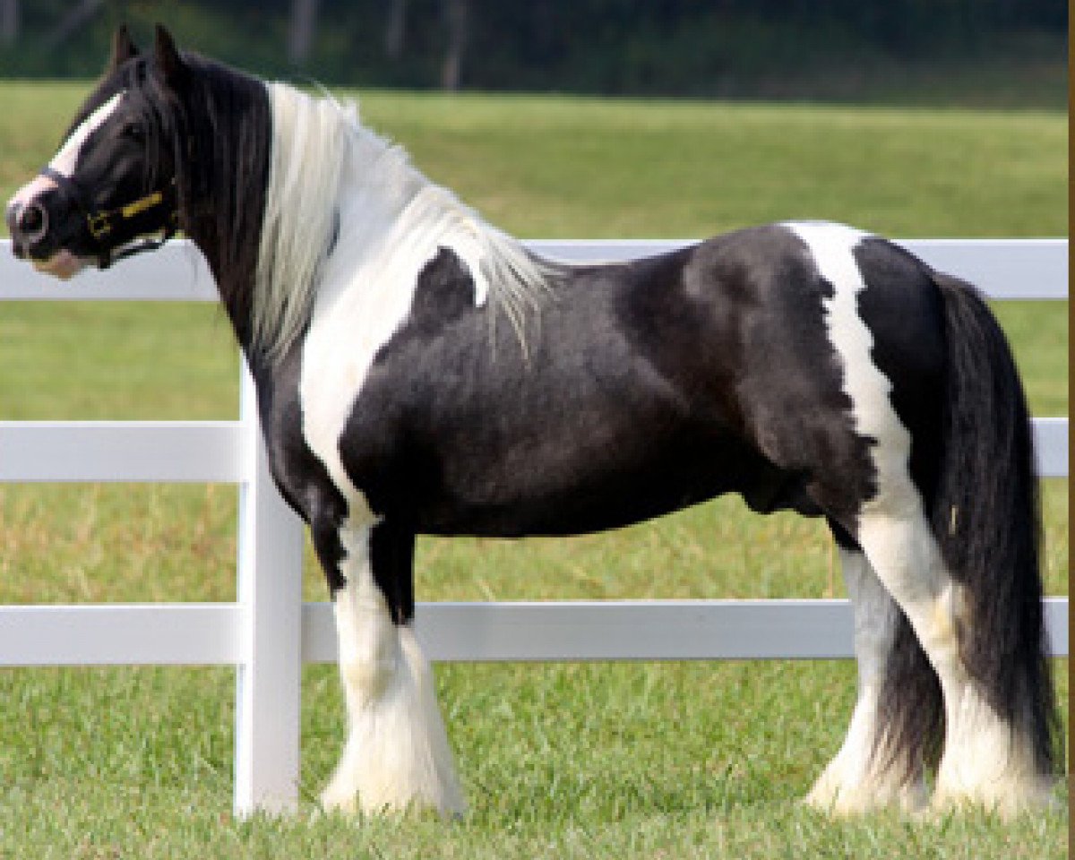 Deckhengst The Producer (Tinker / Irish Cob / Gypsy Vanner, 1998, von The Road Sweeper)