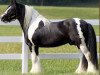 stallion The Producer (Tinker / Irish Cob / Gypsy Vanner, 1998, from The Road Sweeper)