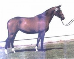 broodmare Altenau II (Trakehner, 2008, from Sanssouci)