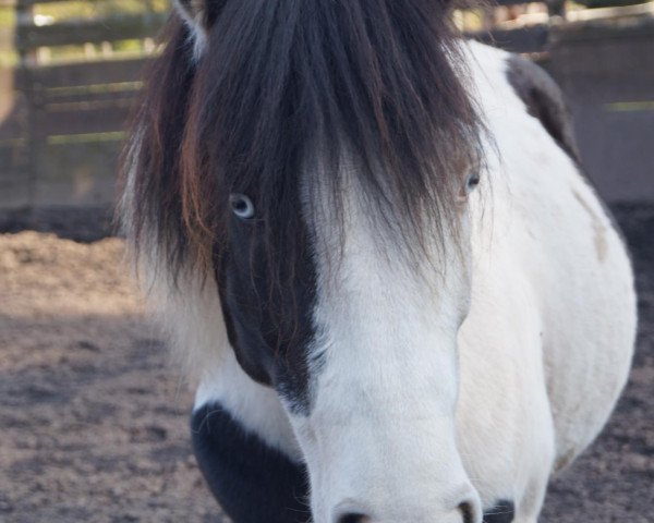 horse Ofeigur fra Nedri-Myrum (Iceland Horse, 2006, from Toppur fra Tindum)