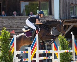 jumper Wildbiene 4 (Oldenburg show jumper, 2006, from Abke 4)