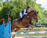 jumper Clara Clärchen (Oldenburg show jumper, 2013, from Clearado)