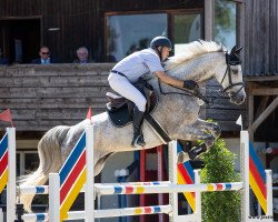 Springpferd Cöstino (Holsteiner, 2013, von Cayado 3)