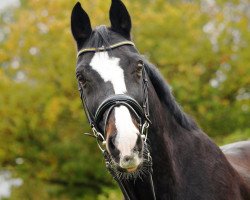 Springpferd Rusty (Westfale, 1992, von Renoir I)