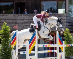 jumper Enloy (KWPN (Royal Dutch Sporthorse), 2009, from Contador (NLD))