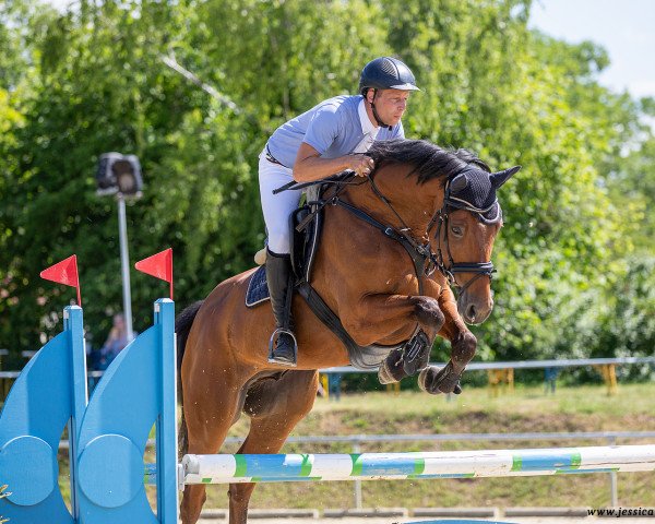 jumper Lavayano (German Sport Horse, 2016, from Larimar)
