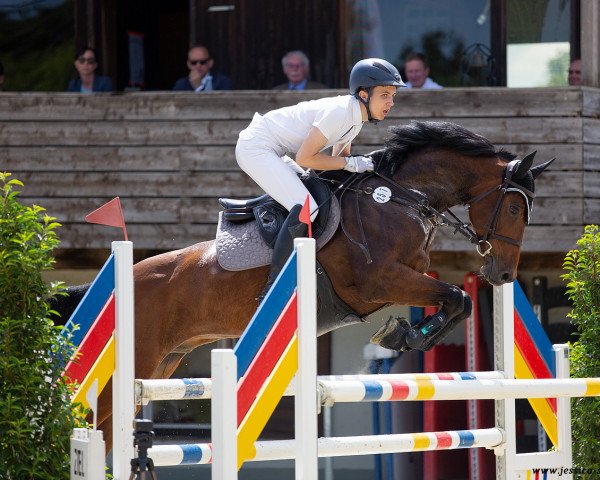 jumper FBW Quobelix (German Sport Horse, 2014, from Quinto's Chamb)