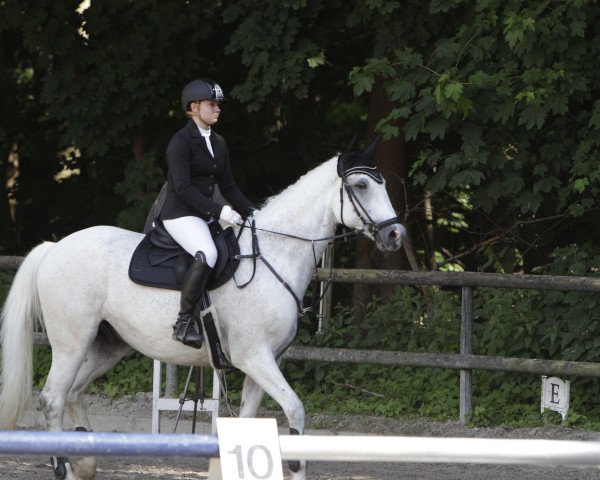jumper Prince Olaf (KWPN (Royal Dutch Sporthorse), 2013, from Phin Phin)