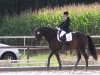 dressage horse Don Florino (Westphalian, 2005, from Don Christobal)