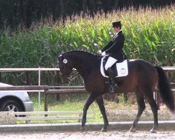 dressage horse Don Florino (Westphalian, 2005, from Don Christobal)