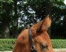 dressage horse Cause of Hope (German Riding Pony, 2022, from Candis vM)