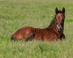 Springpferd Geegee Dicdoc (Hannoveraner, 2013, von Grey Top)