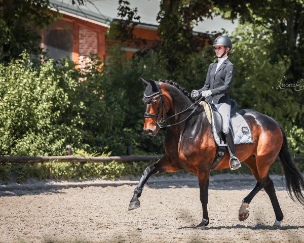 dressage horse Tantoni Frascati (Oldenburg, 2013, from Detroit)