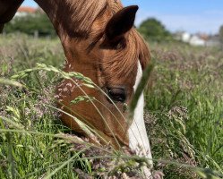 broodmare Oakland's Surprise (German Riding Pony, 2014, from Fs Numero Uno)