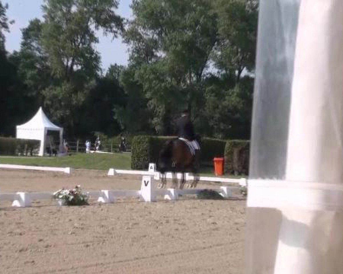 Dressurpferd Del Pijero (Westfale, 2007, von Dancing Dynamite)