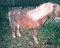 Deckhengst Amor I (Shetland Pony, 1994, von Amigo)