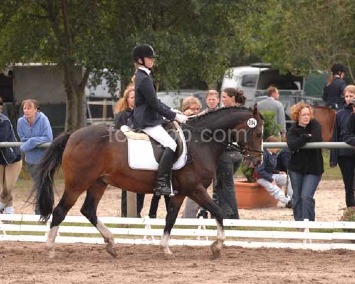 horse Sun-Catcher (German Riding Pony, 1989, from Santiago)