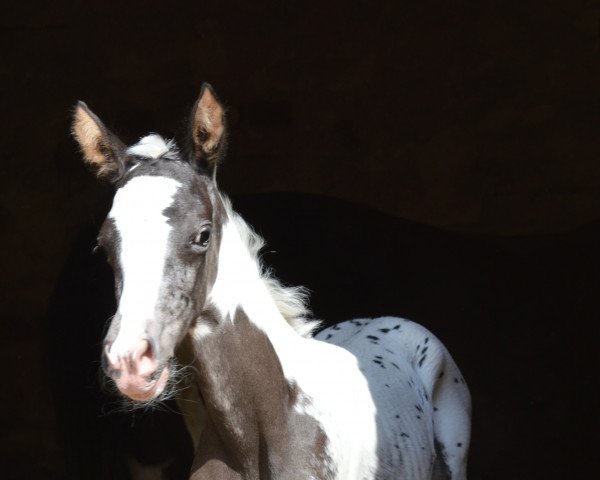 horse Atyria`s United Unique (German Riding Pony, 2021, from Atyria's Akim)