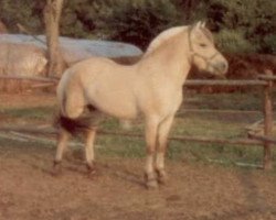 Deckhengst Grönland Matador (Fjordpferd,  , von Pelle Halsnæs)