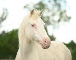 broodmare Shaaron (Welsh-Cob (Sek. C), 1996, from Rock Grey Snob)