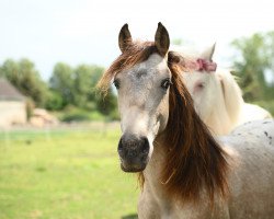 horse Atyria`s Final Fantasy (German Riding Pony, 2020, from Atyria's Akim)