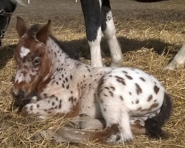 horse Atyria`s Nugget (German Riding Pony, 2017, from Atyria's Akim)