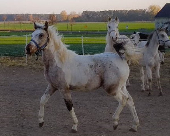 horse Atyria`s Mystic Moonlight (German Riding Pony, 2018, from Atyria's Akim)