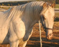 Pferd Atyria`s Snow Spot (Deutsches Reitpony, 2018, von Atyria's Akim)