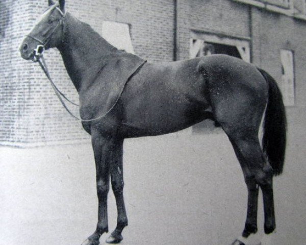 stallion Preciptic xx (Thoroughbred, 1942, from Precipitation xx)